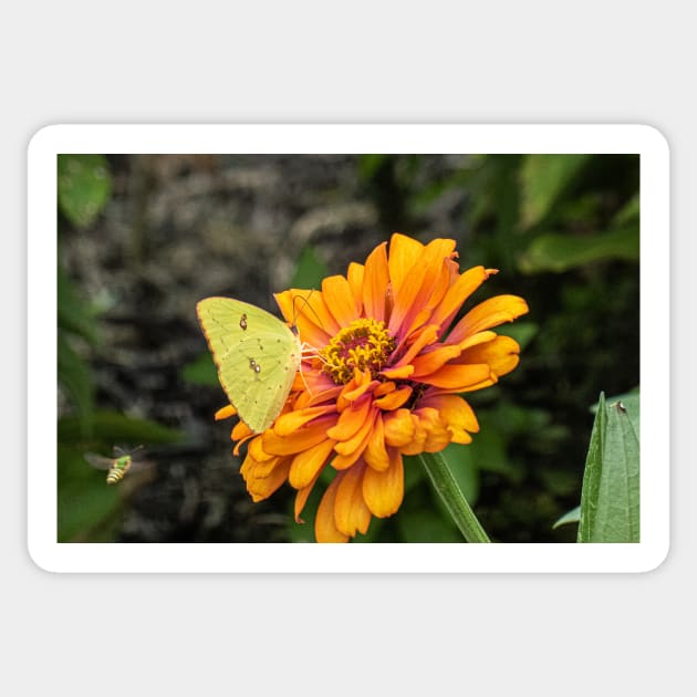 Alfalfa Butterfly on Flowers Sticker by KensLensDesigns